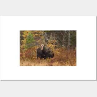 Moose - Algonquin Park, Canada Posters and Art